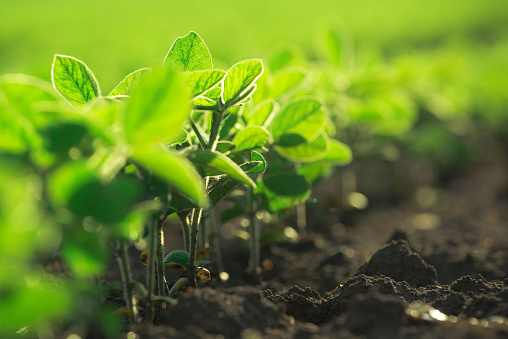 Young soybean plants growing in cultivated field, soybean rows in agricultural field in sunset, selective focus