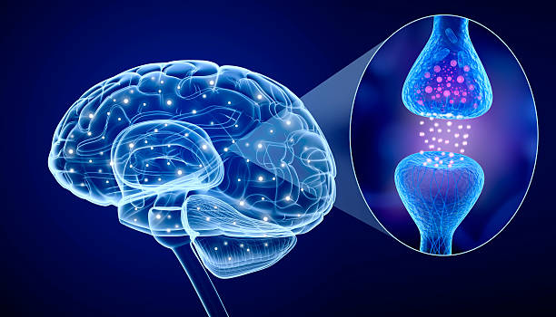 cérebro humano e o receptor da ativa - synapse - fotografias e filmes do acervo