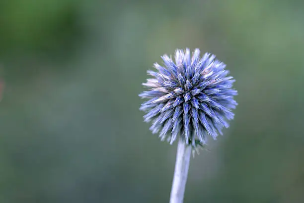 Globe Thistle blooms in spring on green background