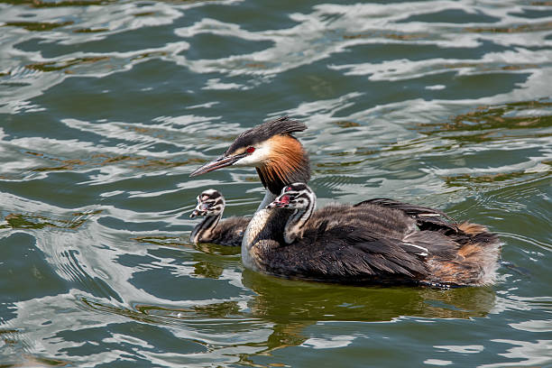 Great crested grebe or Podiceps cristatus with nestlings on the water