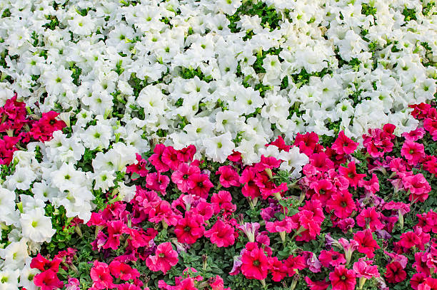 istock Red and white flowers in flowerbed 537433058