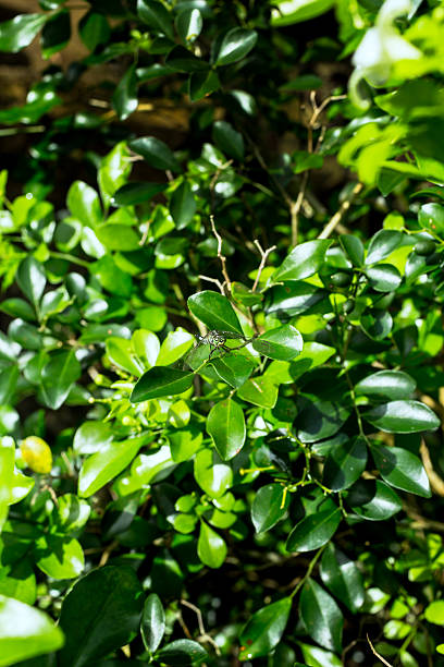 istock Dragonfly holding on plant with natural light. 537433139