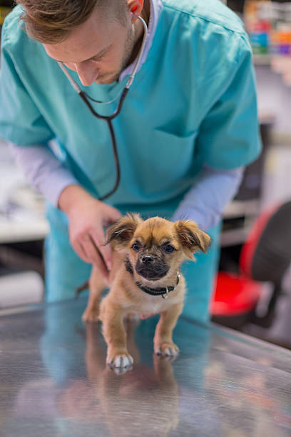 istock Veterinarian examining puppy 537433312