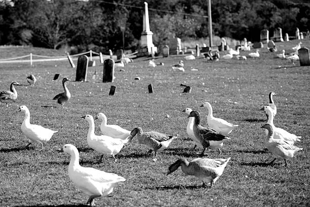 Geese running between the tombstones in a graveyard