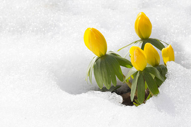 blumen ersten frühling europa - harbinger stock-fotos und bilder