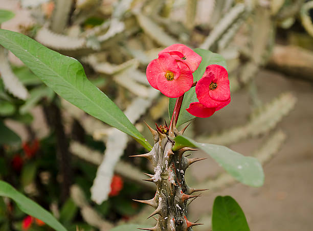 istock Red cactus flower, euphorbia flower 537434115