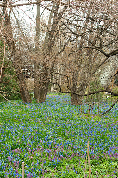 istock Flower bed in the forest vertical 537434248