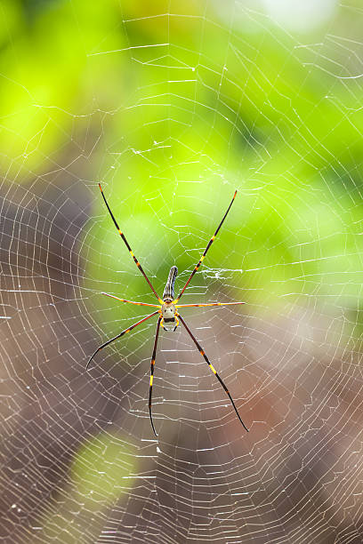 istock The golden silk orb-weaver 537434321
