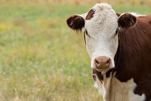 Cow in a field in Tasmania, Australia Hereford cow in a field in Tasmania, Australia