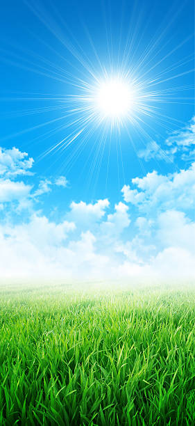 istock Green like a meadow in the sun 537434753