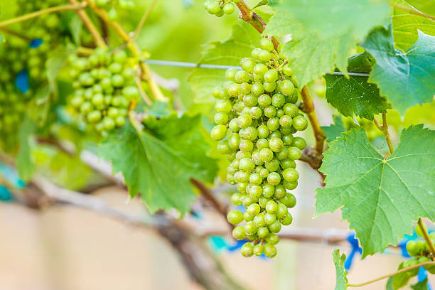 istock branch young grapes on vine in vineyard 537434785
