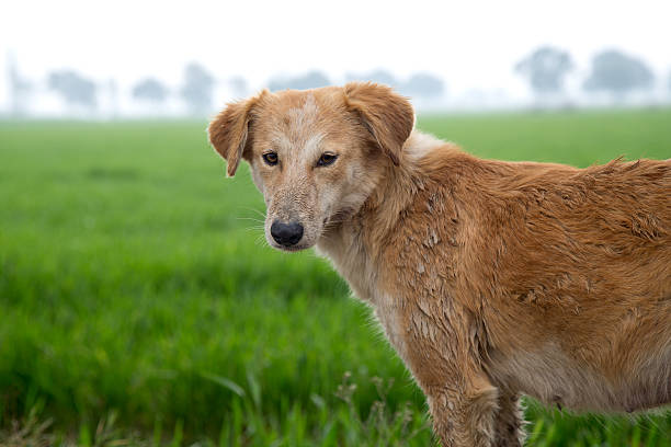 istock Dog Standing Portrait 537434919