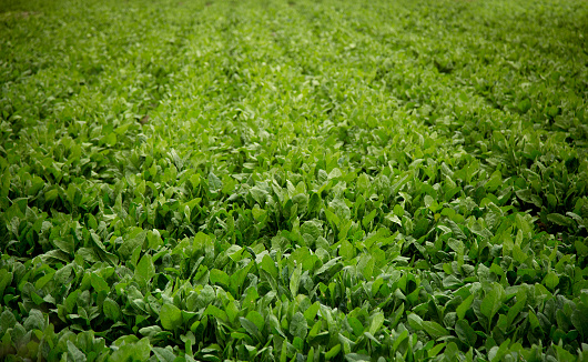 Fresh young spinach in a field in rural India ready for harvest.