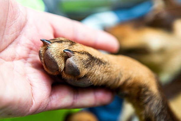 Handshake Between Dog and Hand Dog animal hand stock pictures, royalty-free photos & images