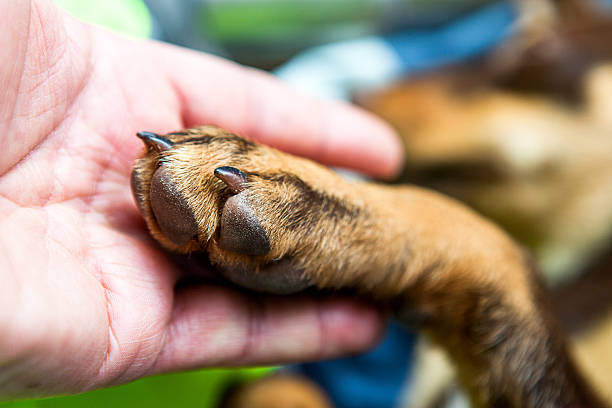 aperto de mão entre a mão e cães - dog insurance - fotografias e filmes do acervo