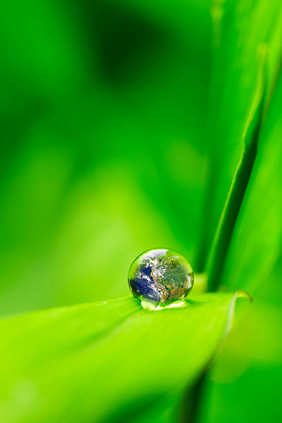 istock leaf with rain droplets - Recovery earth concept 537435897