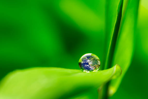istock leaf with rain droplets - Recovery earth concept 537435901