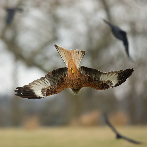 istock Red Kite, Bird of Prey, Milvus milvus. 537435965