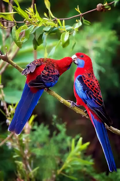 Mother crimson rosella feeding her young