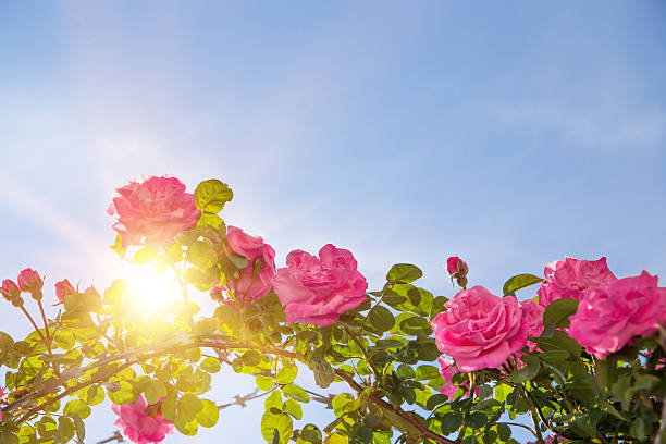 istock Rose garden over sky. 537436912