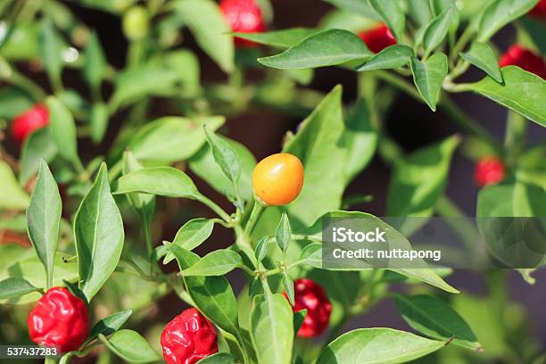 Cherry Pepper Stock Photo - Download Image Now - 2015, Defocused, Extreme Close-Up