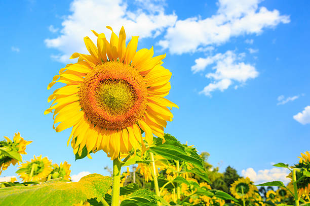 istock Sunflower plant on blue sky 537437511