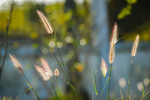 Grass flower and light bokeh