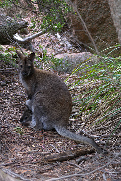 беннетс уоллаби freycinet национальный парк с ребенком джои в сумке - wallaby kangaroo joey tasmania стоковые фото и изображения
