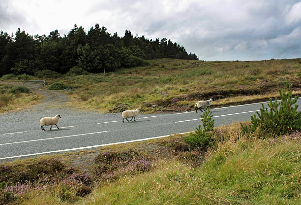 wild pecore camminare lungo una strada di campagna - hill grass heath moor foto e immagini stock