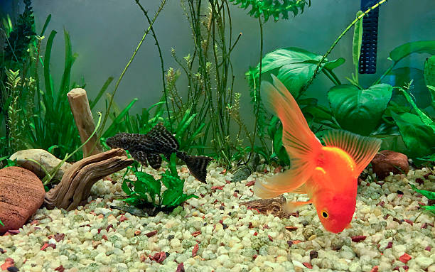 Aquarium Fancy Inhabitants Fancy Fantail Glodfish Foraging in gravel substrate and Pleco cat fish resting on driftwood hypostomus plecostomus stock pictures, royalty-free photos & images