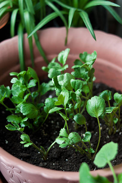 istock Cosy balcony garden closeup 537438690