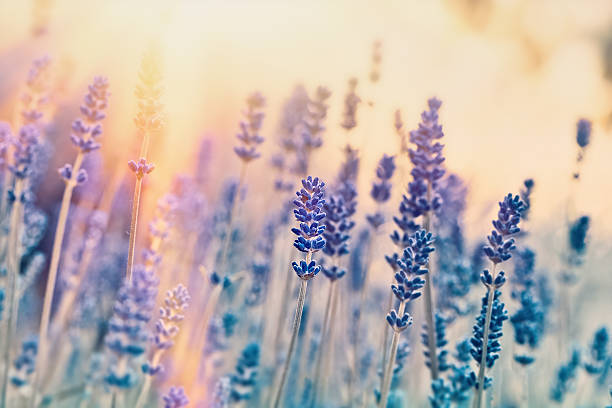 istock Soft focus on lavender flowers - beautiful nature 537439106