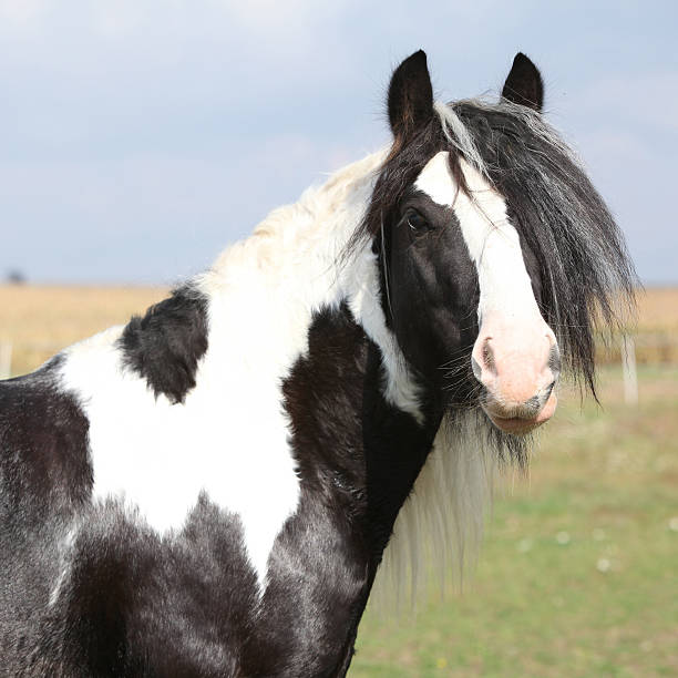 istock Beautiful irish cob stallion on pasturage 537439117