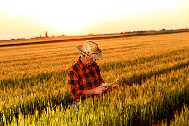 istock Senior farmer in a field examining crop 537439178