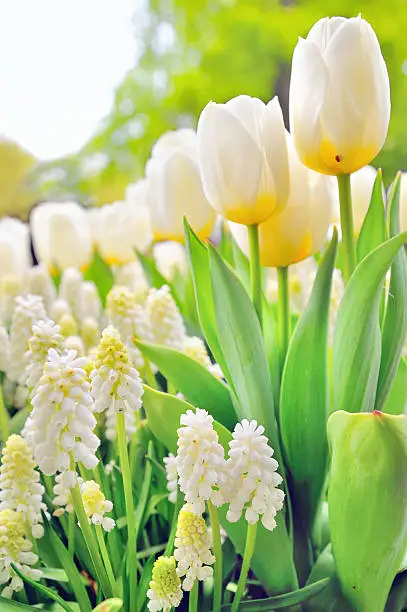 Muscari botryoides and tulips in spring time