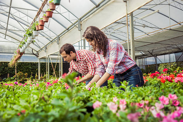 istock Couple working inside a greenhouse 537439763