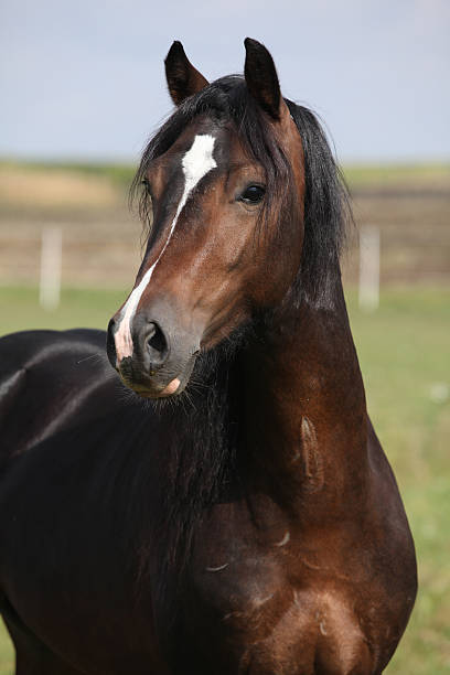 istock Portrait of nice brown stallion 537439917