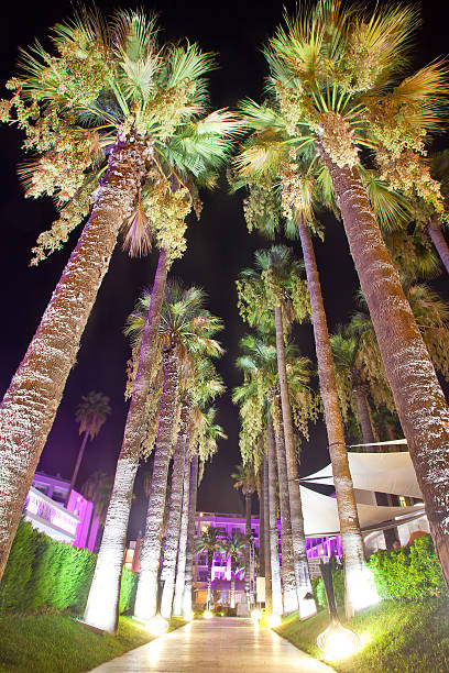 istock Palm alley with night illumination on territory hotel 537440418