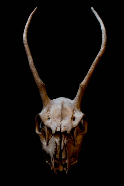 istock Deer Skull with Odd Antlers 537443142