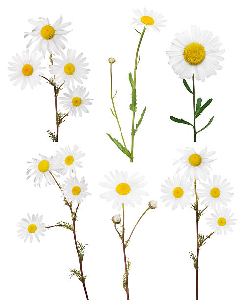 istock isolated set of six fine chamomile flowers 537443542