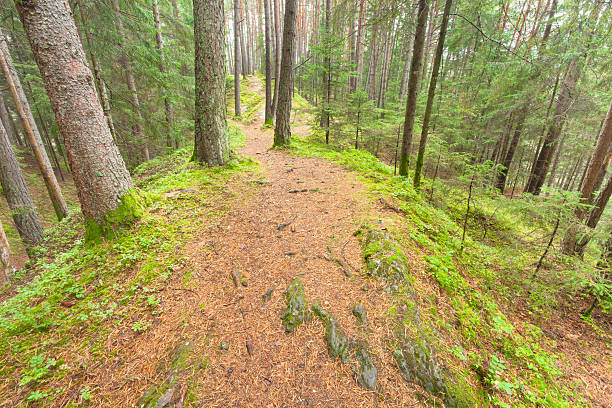istock inside a typical forest of the Italian Alps 537444506