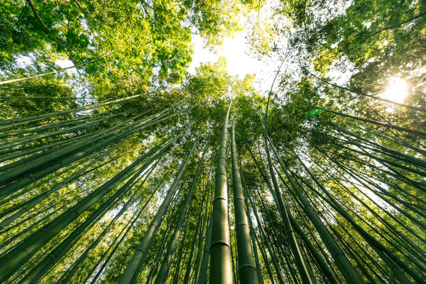 istock Arashiyama Bamboo Forest, Kyoto, Japan 537445312
