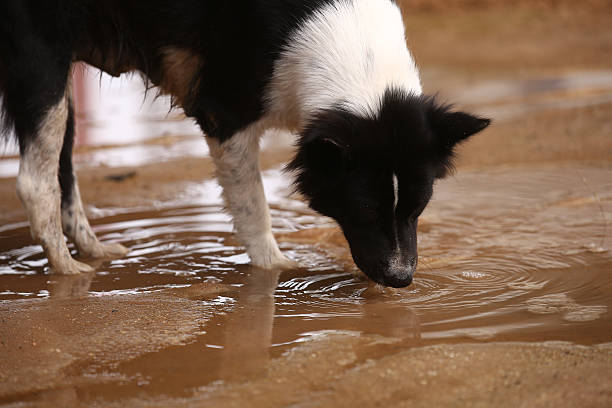 stray dog eating water on cement floor. stock photo