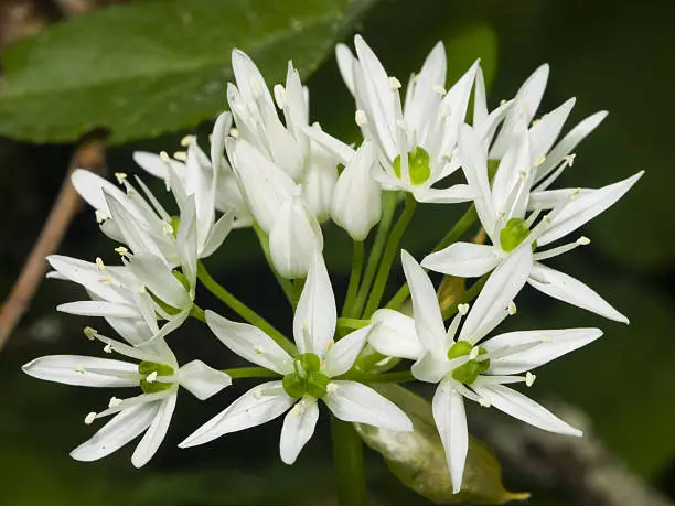 Blooming Wild Garlic, Allium ursinum, flowers in weed close-up, selective focus, shallow DOF