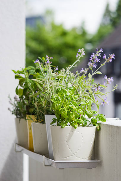 Potted italian aromatic herbs at balcony