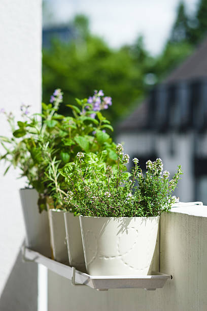 istock Potted italian aromatic herbs at balcony 537446294