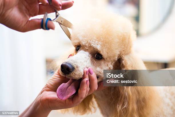 Dog Grooming A Poodle Stock Photo - Download Image Now - Animal Groomer, Hairdresser, Poodle