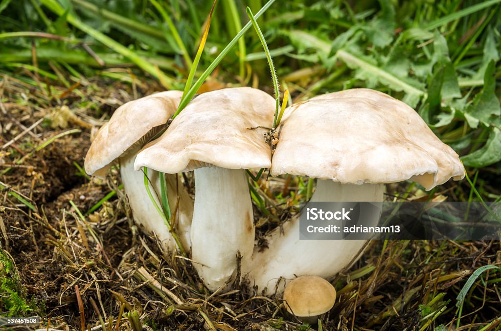 Calocybe gambosa Edible mushrooms with excellent taste, Calocybe gambosa Autumn Stock Photo