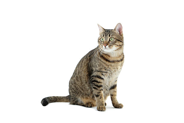 istock Beautiful cat isolated on a white, close up 537451922