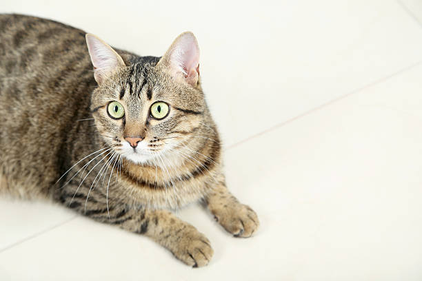 istock Beautiful cat lying on the floor, close up 537452032